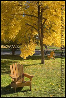 Adirondack chair in lawn under trees with fall colors of reds and browns 