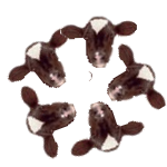 [kälberrosette.png]