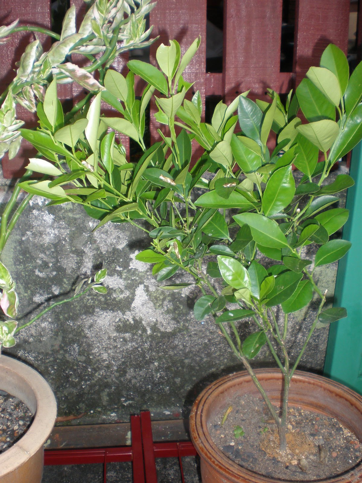 RUMAH KECIL TIANGNYA SERIBU..... Mini Garden aku!!!