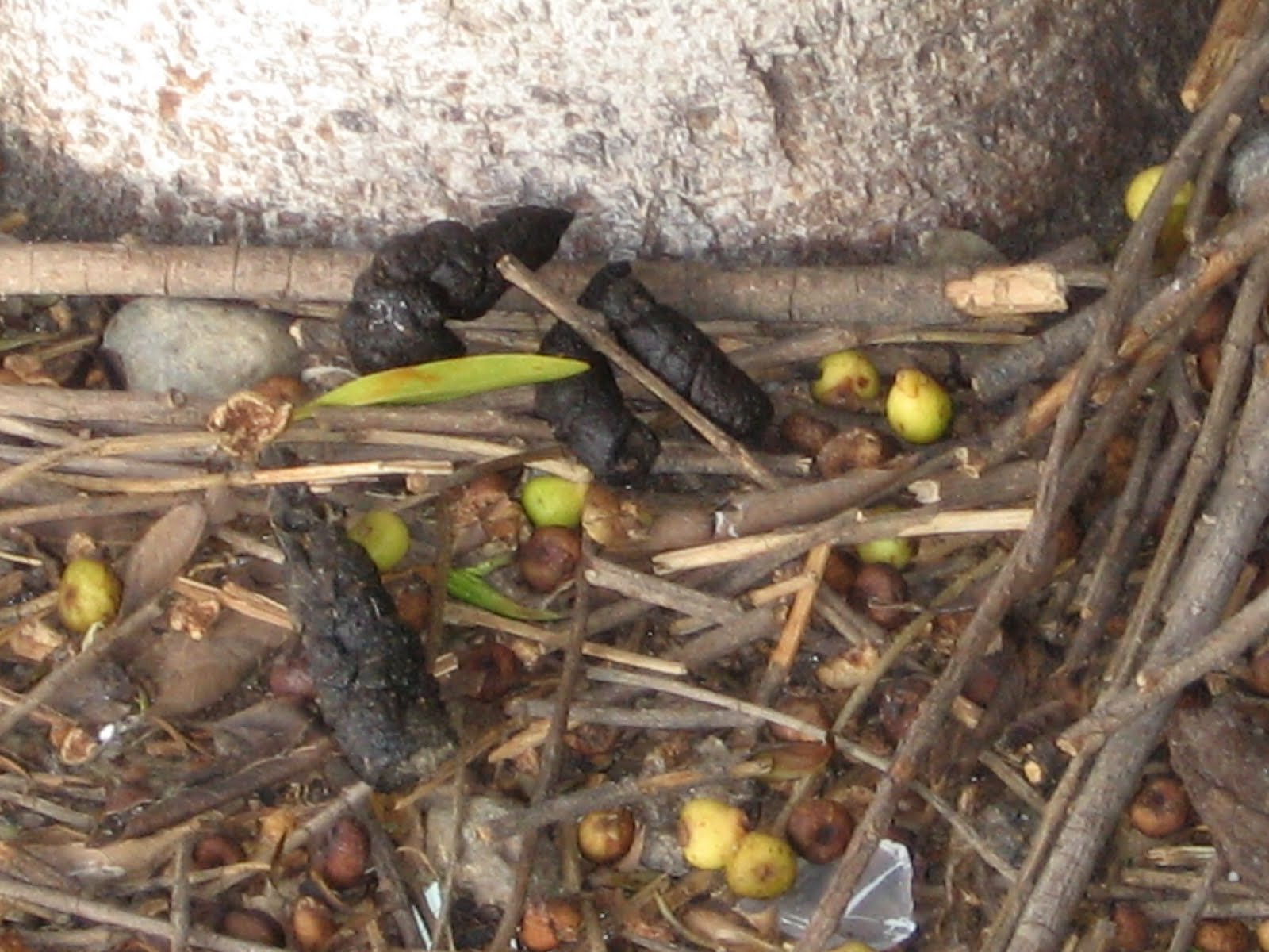 Dog Doo Rants Dog Poop As Fertilizer Controversy