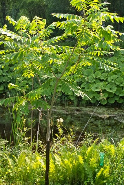 rakkaudesta-vironper-n-mantsurian-jalop-hkin-junglands-mandshurica
