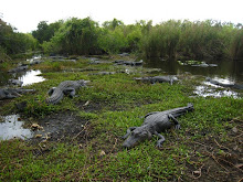 Tampa Bay Action Group Consensus Meeting