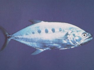 [Queenfish+Talang.jpg]