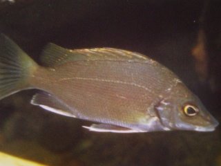 [Grunter+Silver.jpg]