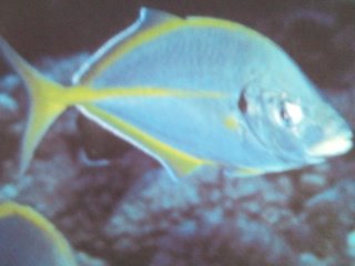 [Trevally+Silver.jpg]