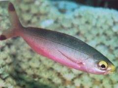 [Fusilier+Ruddy.jpg]