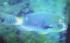 [Parrotfish+Tan-Faced.jpg]