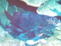 [Parrotfish+Stareye.jpg]
