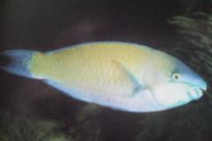 [Parrotfish+Palenose.jpg]