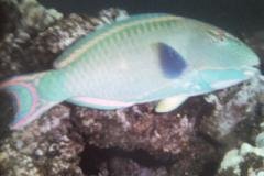 [Parrotfish+Bicolor.jpg]
