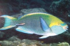 [Parrotfish+Greenthroat.jpg]