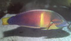 [Coris+Yellowtail.jpg]