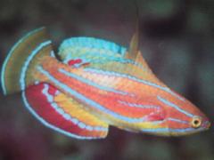 [Flasher+Mccosker's.jpg]