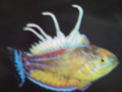 [Flasher+Walton.jpg]