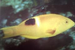 [Hogfish+Goldspot.jpg]