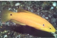 [Hogfish+Twospot+Slender.jpg]