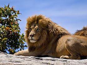 Singa_jantan_Male_Lion_on_Rock.jpg