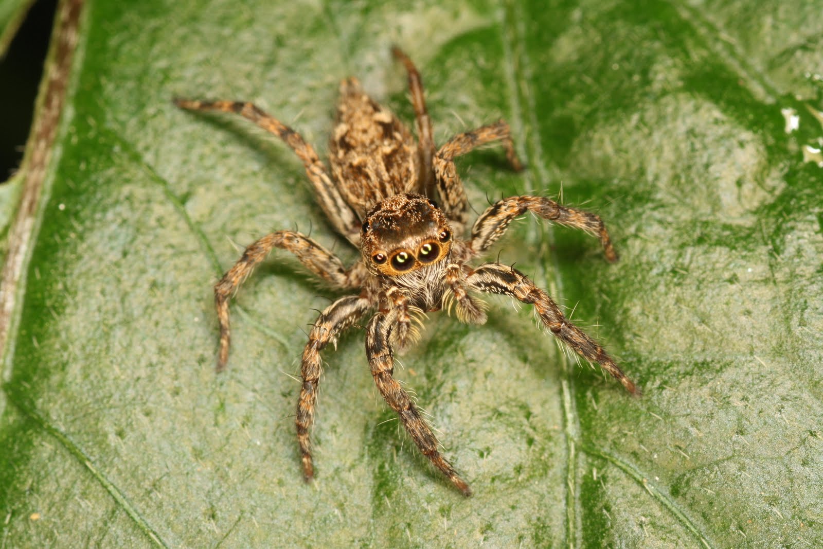 TriciaBarbie's Creatures World: Brown Spider in Clearwater Sanctuary