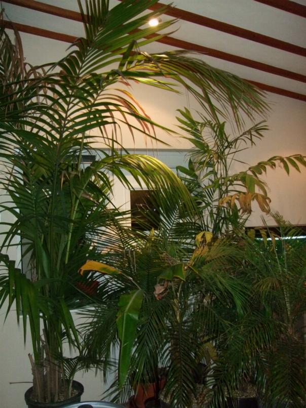 Alternative Eden Exotic Garden: Winter Homes for Garden Houseplants