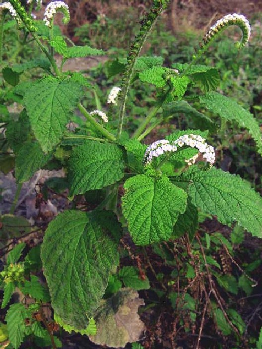 [Agogo+Igun+(Crista-de-galo)Heliotropium+indicum+L..jpg]