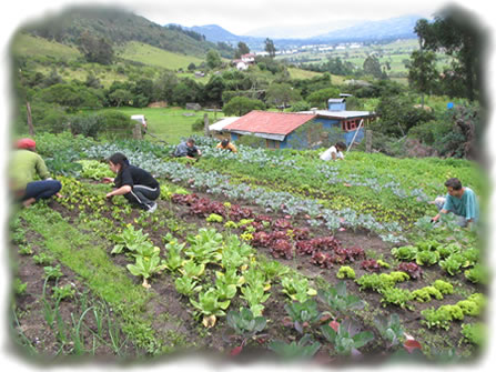 MUNDO VERDE: CONOCIENDO MÁS DE LAS HORTALIZAS