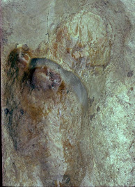 Human footprint inside a dinosaur footprint