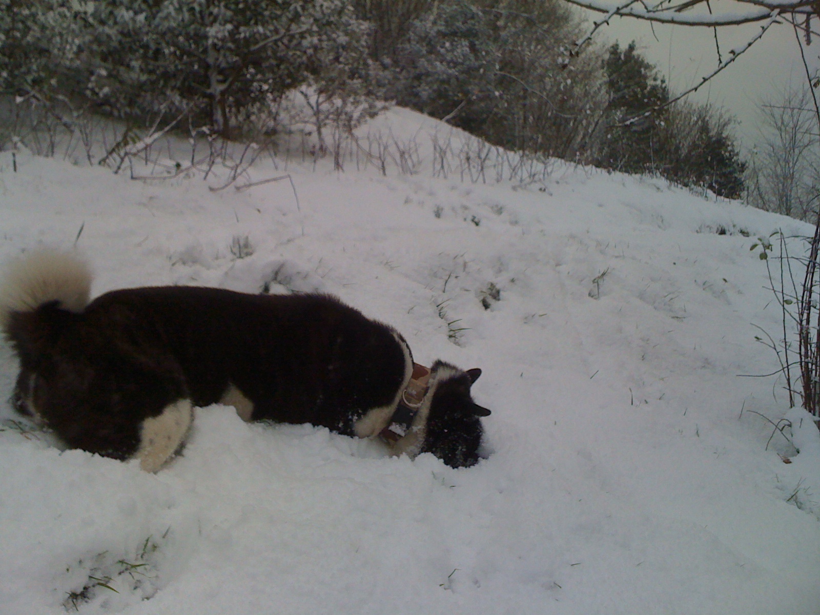 [IMG_0010.JPG]