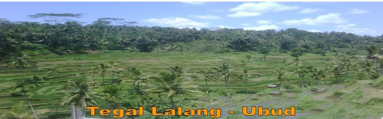 Terasering Field Rice Ubud - Bali