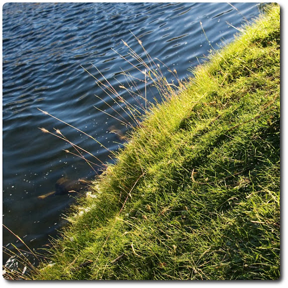 (Grass / Water) or (Water / Grass) Javier Echaiz Photography