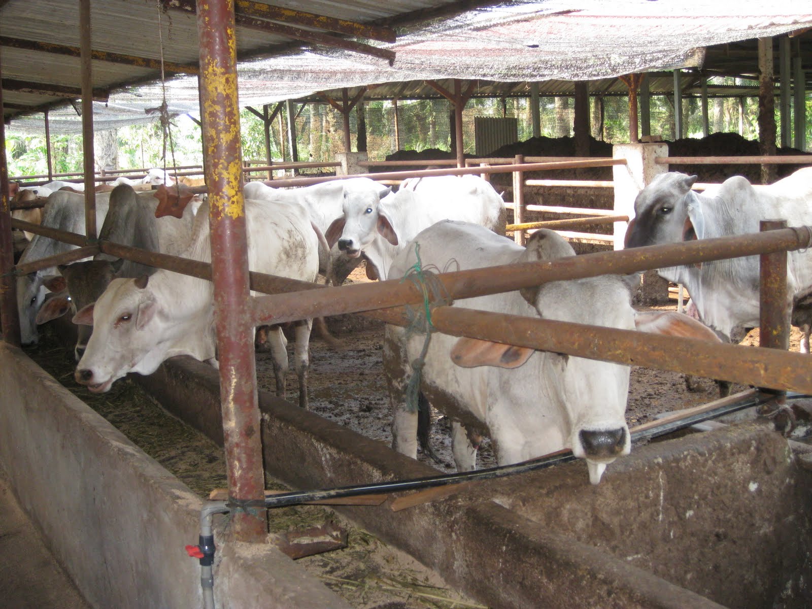 KONSORTIUM WAWASAN GRADUAN (KWG): KURSUS KEUSAHAWANAN TERNAKAN LEMBU ...