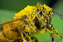 Pollen