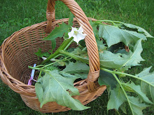 Ladyship Moonflower