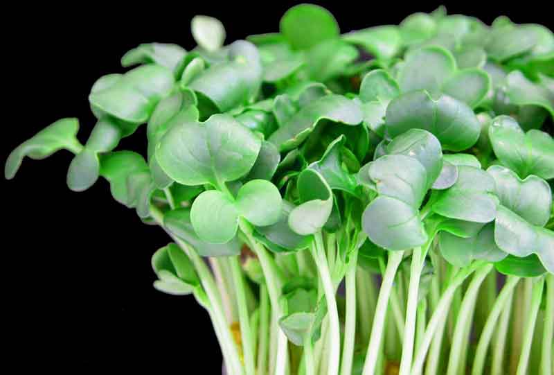 [Daikon.jpg]