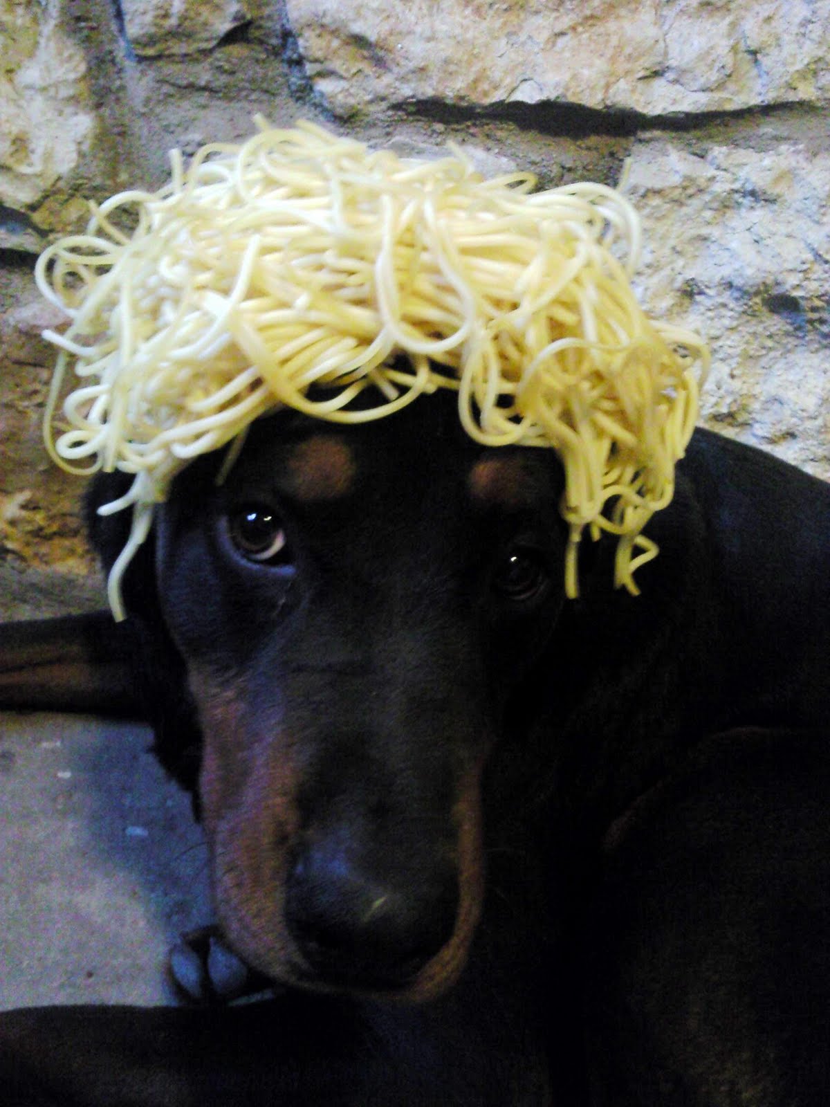 Stuff On My Dog's Head The Spaghetti Wig