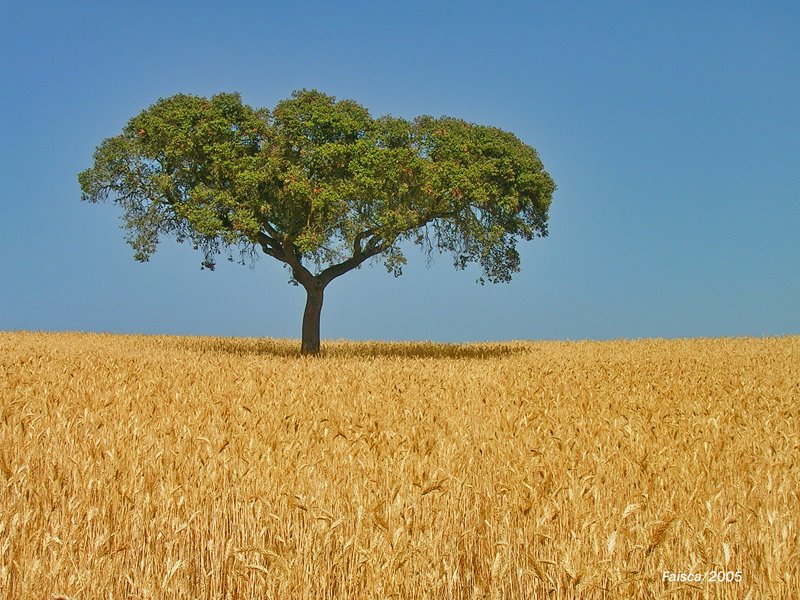 [Alentejo_oak_on_wheat_field.jpg]