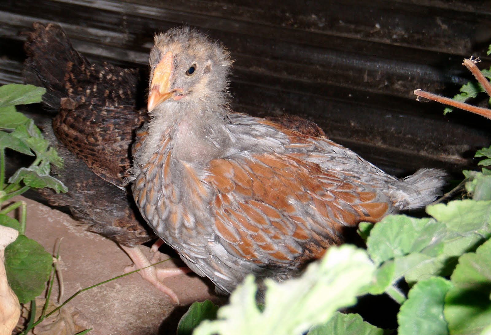 From The Backyard New Chicks Getting Feathers