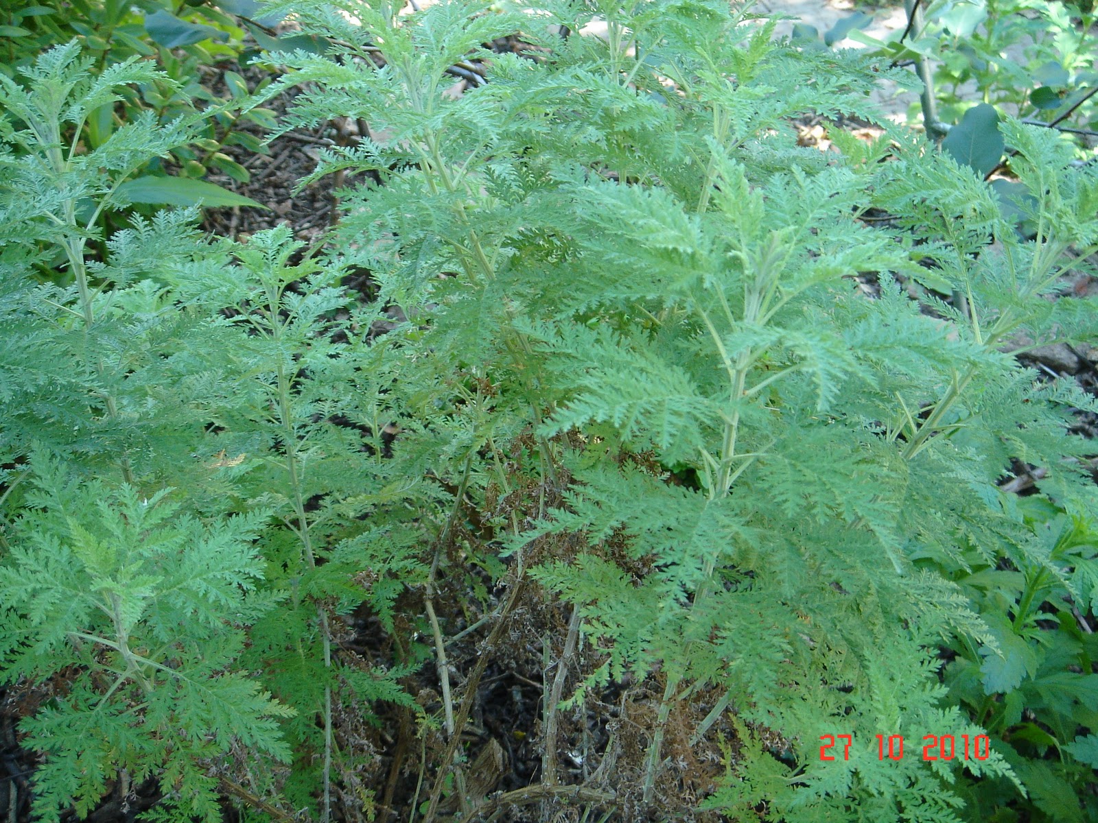 HerbRealm Artemisia afra an extremely versatile South African herb