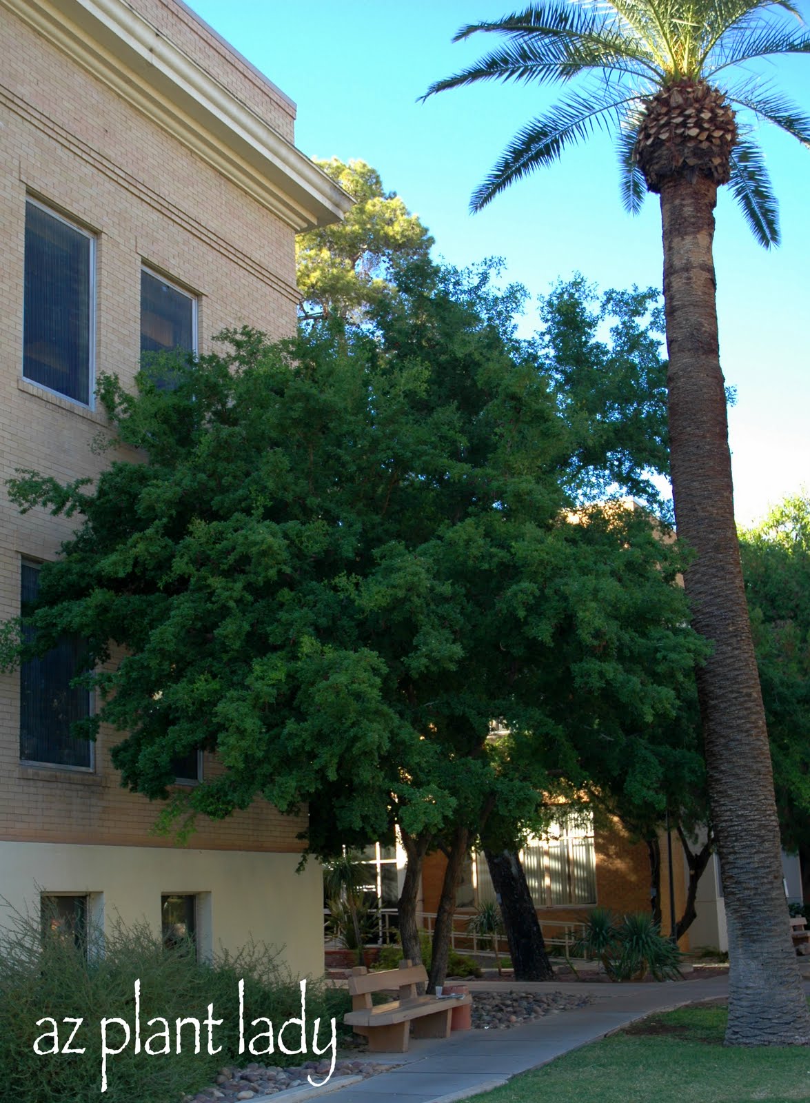 Pithecellobium Texas Ebony Archives Ramblings From A Desert Garden