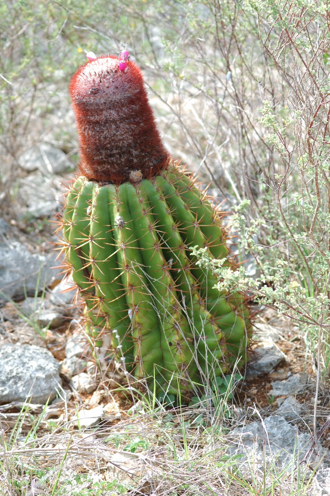 On the road to somewhere Botany Joke of the Day