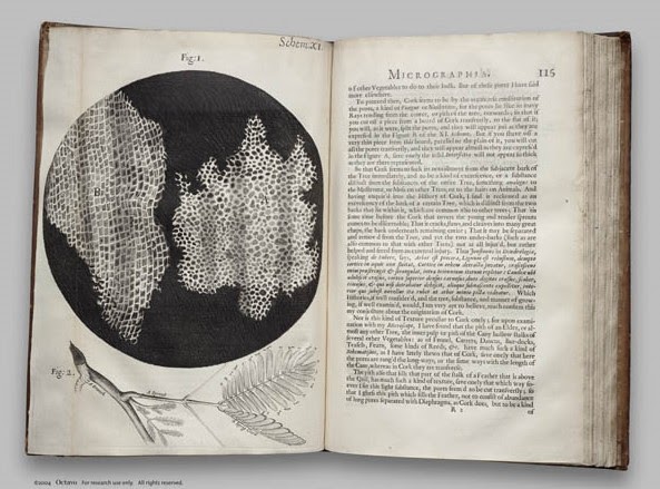 Микрография гука. Микрография гука. Микрография гука. Микрография неврология. Рисунок из микрографии гука1655.