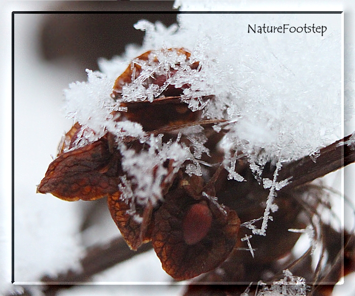 NatureFootstep Photography Archived Gårdsskräppa med snöflingor