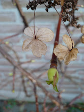 Eerste tekenen van lente