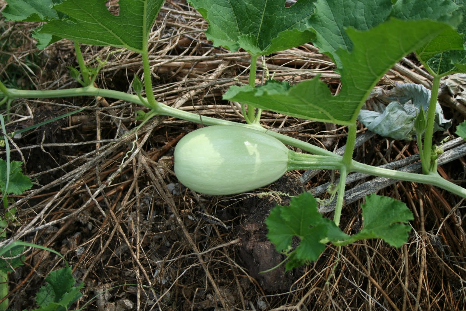 The Accidental Huswife Squash versus the Squash Vine Borer