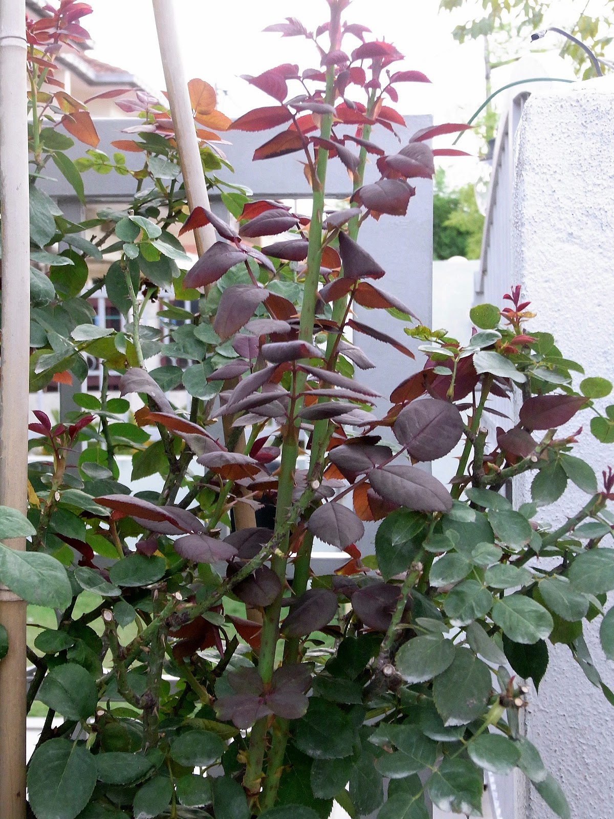 Rosa Sifu Si Pencinta Bunga Mawar Basal breaks and new shoots