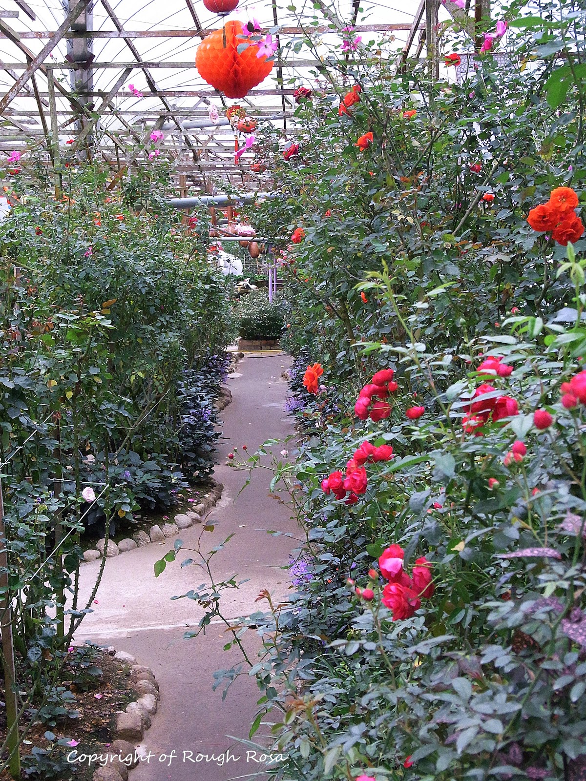 Rosa Sifu - Si Pencinta Bunga Mawar: Rose Valley at Cameron Highlands