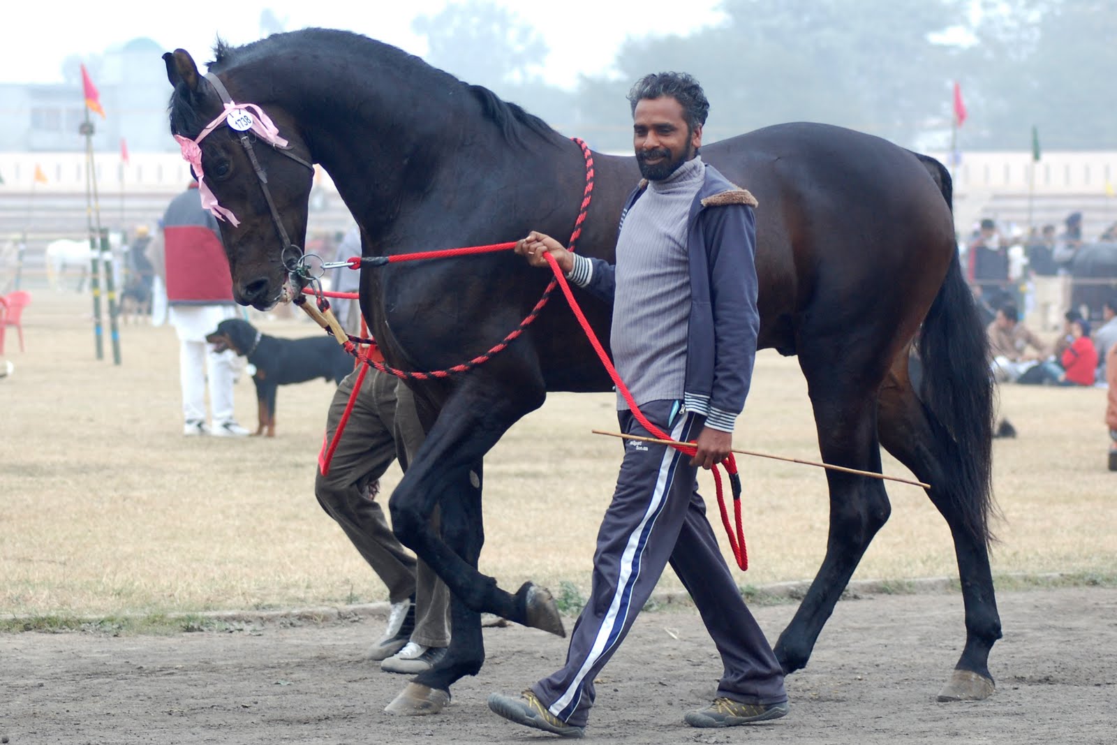 Marwari horse (indigenous horses of india)