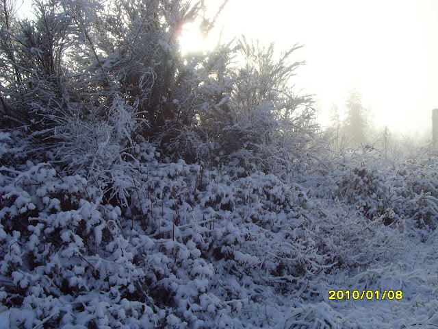 Arbustos nevados en Galicia