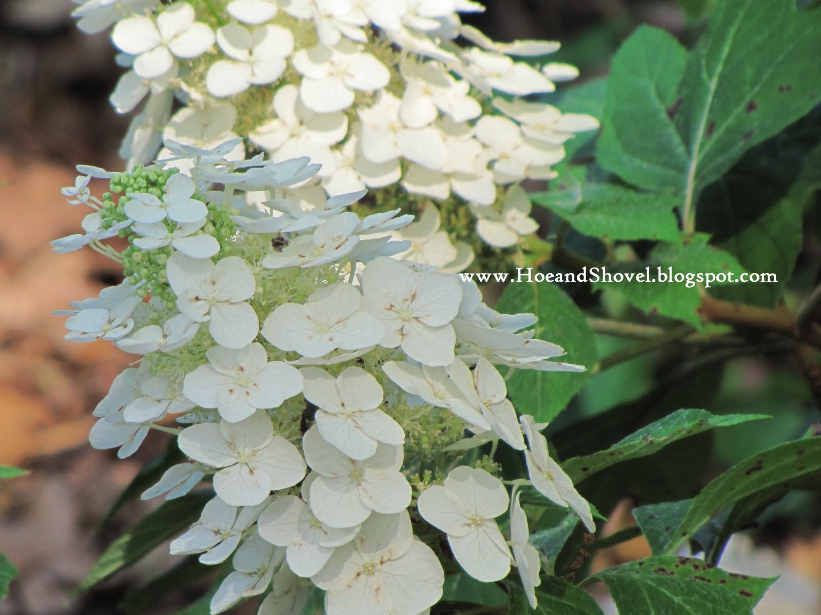 Ruby Slippers Oakleaf Hydrangea A Native Compact Flowering Shrub