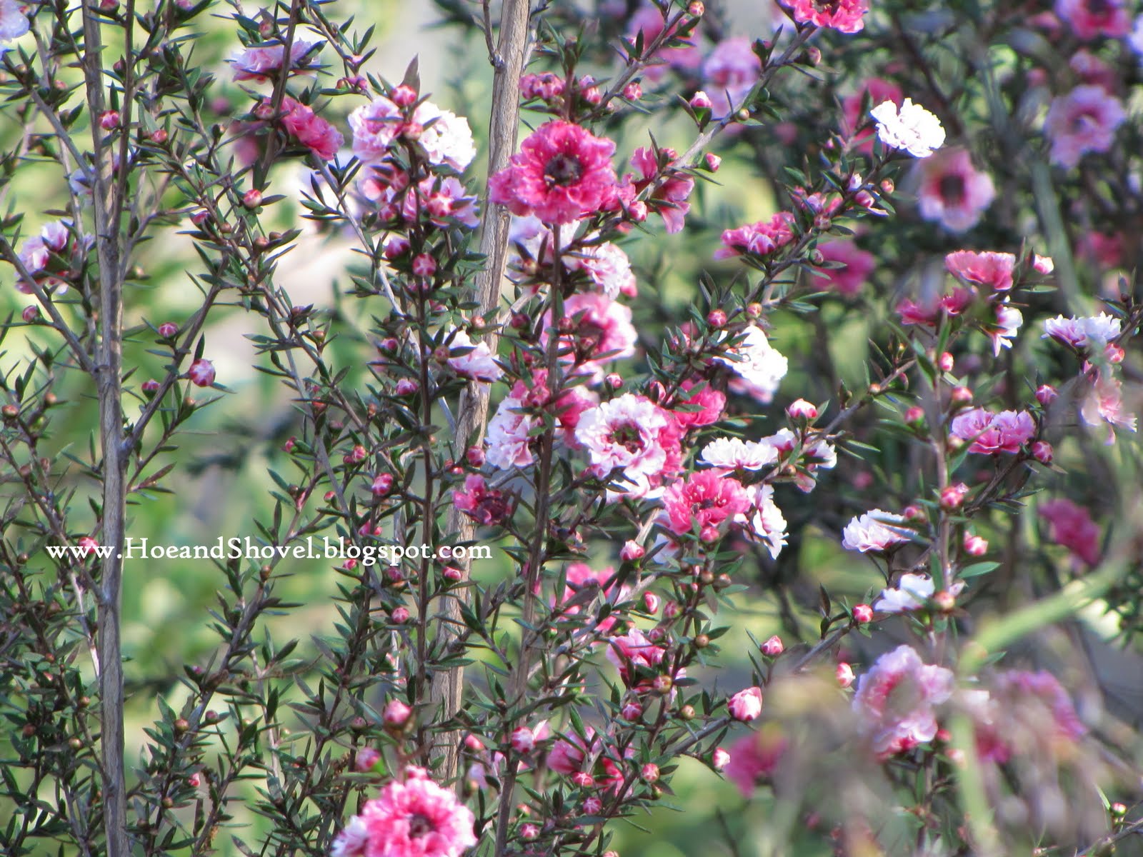 Ceanothus And Hebes At Chickadee Gardens