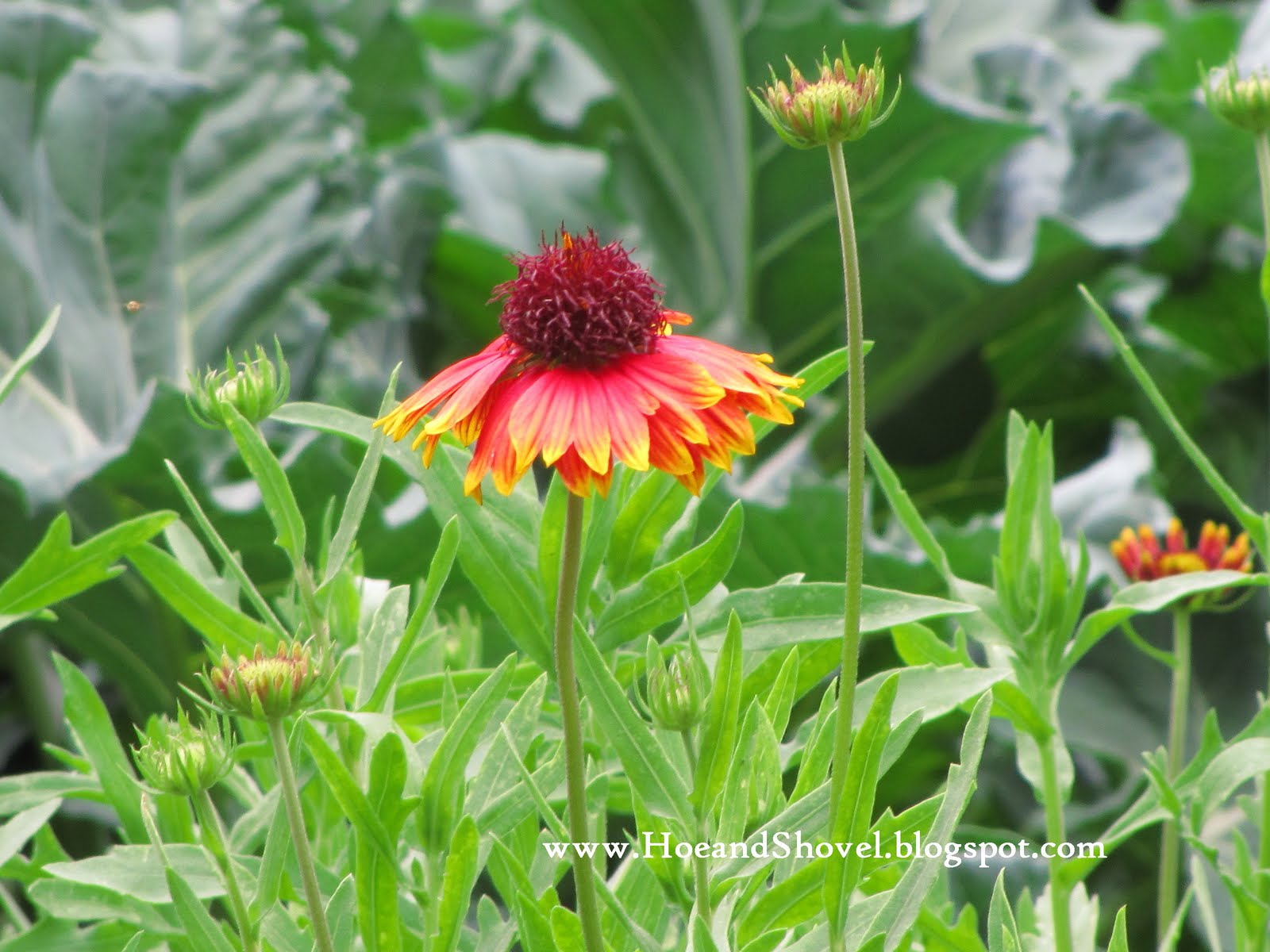 Hoe and Shovel: Practicing Organics in a Florida Vegetable Garden